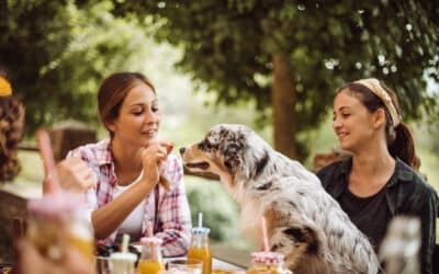 Spring Activities With Your Dog – How to Have Fun Outdoors