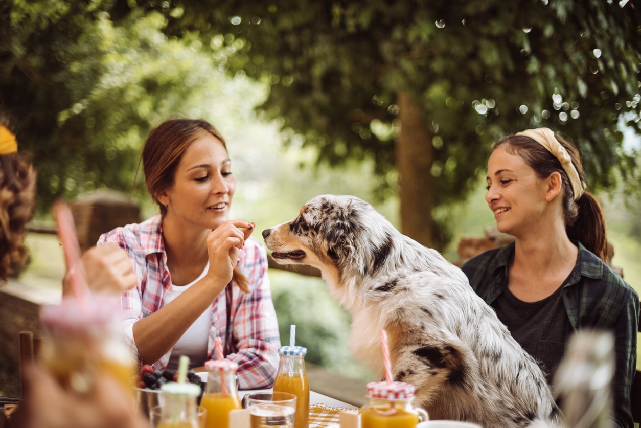 Outdoor spring activities with your dog - A group of friends having an outdoor brunch with their dog.