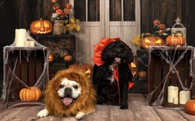 Howl’o’ween: Join Our Annual Dog Halloween Costume Contest!