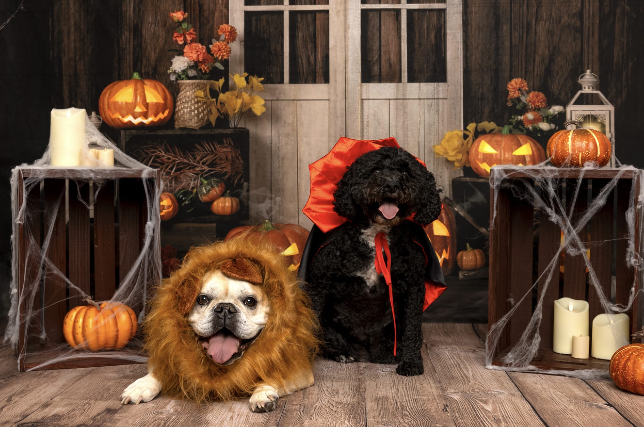 Dog Halloween costume contest - Two dogs in lion and vampire costumes posing with Halloween decorations.